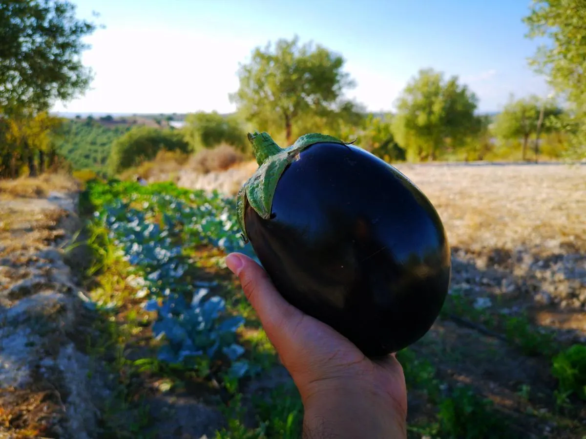Farm stay Mennuli&Alivi - Organic Farm Villa Noto