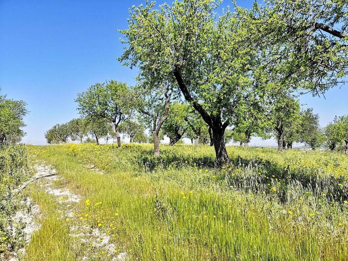 Mennuli&Alivi - Organic Farm Villa Noto 0*,  Italy